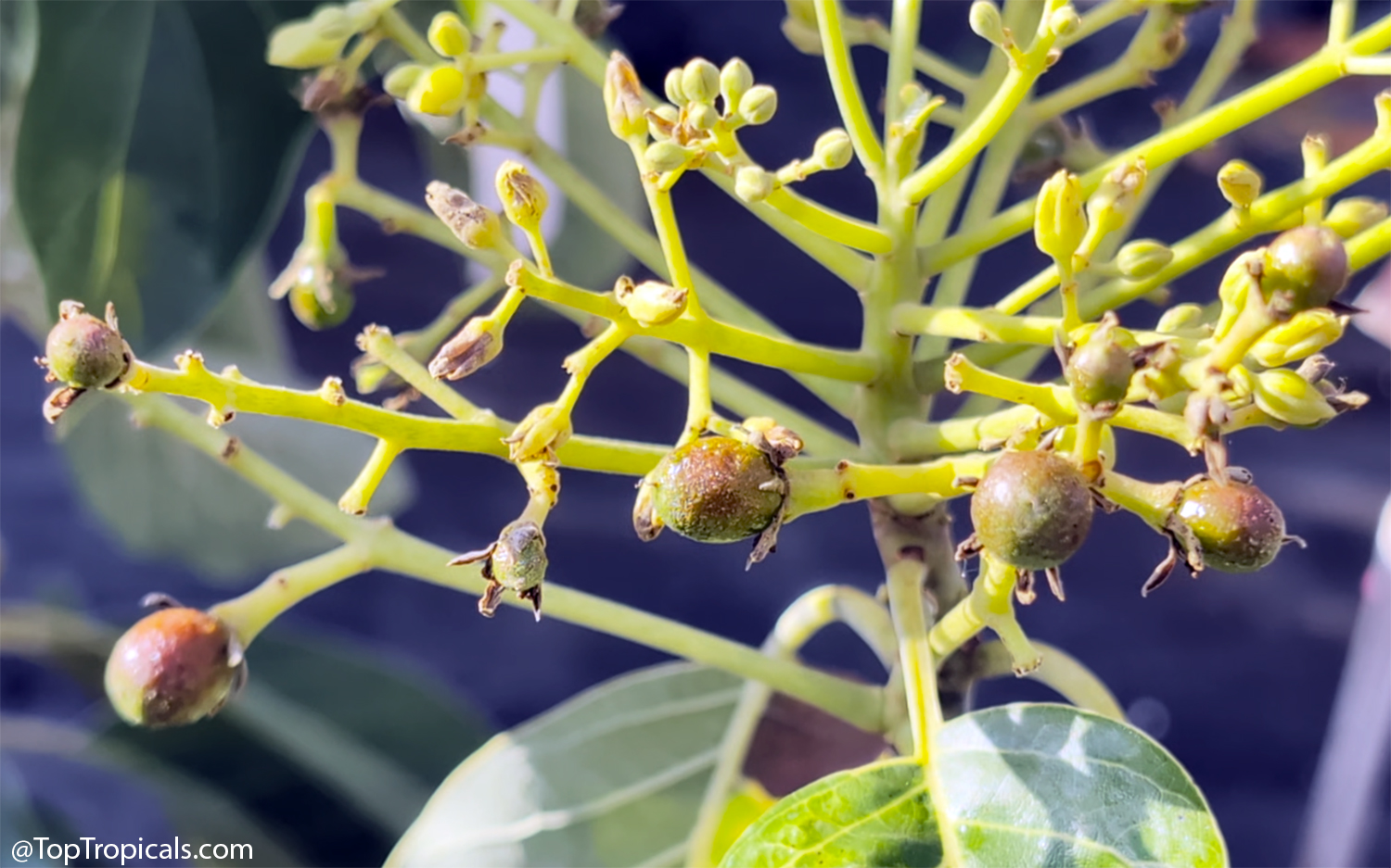 Avocado flower cluster with tiny green fruits beginning to set