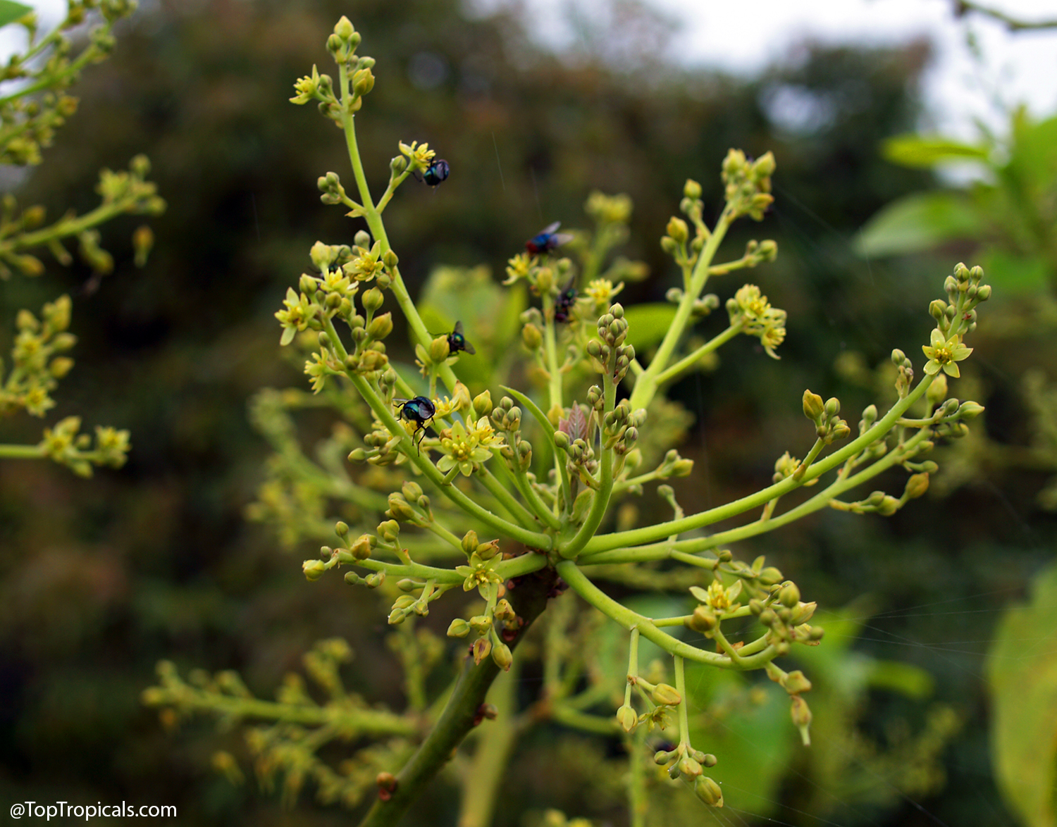 Avocado flower cluster with several flies acting as pollinators