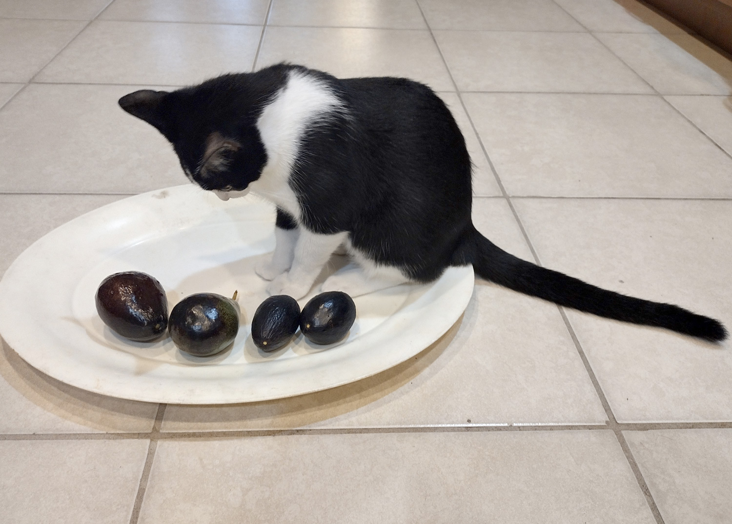 Philimon the cat studying four different avocado varieties lined up on a plate