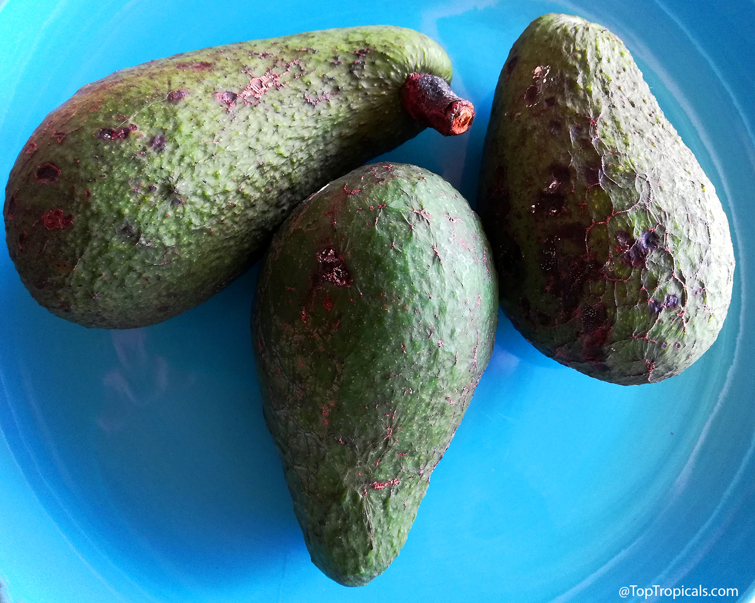 Three green Fuerte avocado fruits with dark speckled blemishes resting on a blue plate