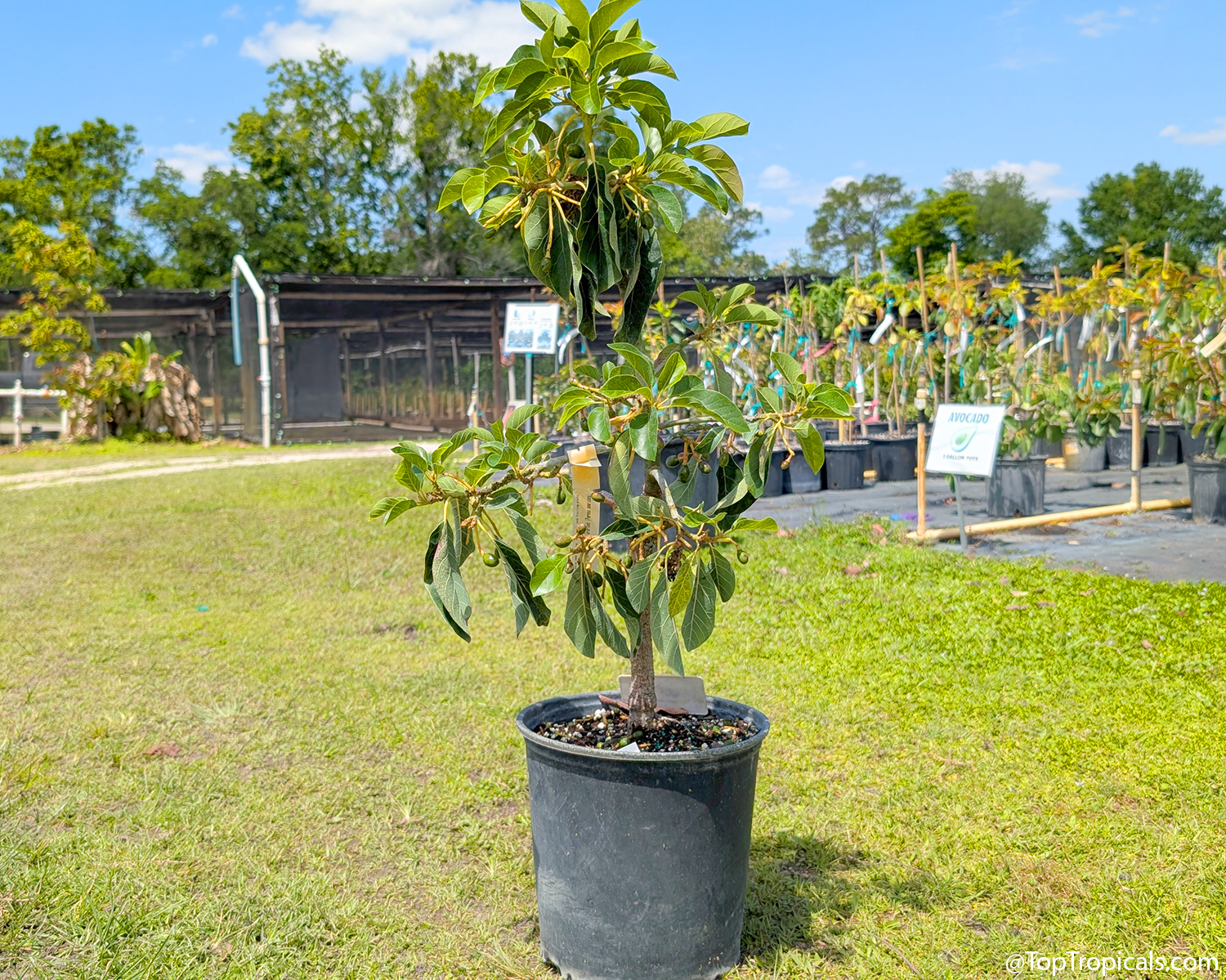 A young avocado tree growing in a container on grass, bearing small developing fruit, with a nursery sign reading Avocado 3 Gallon Pots in the background