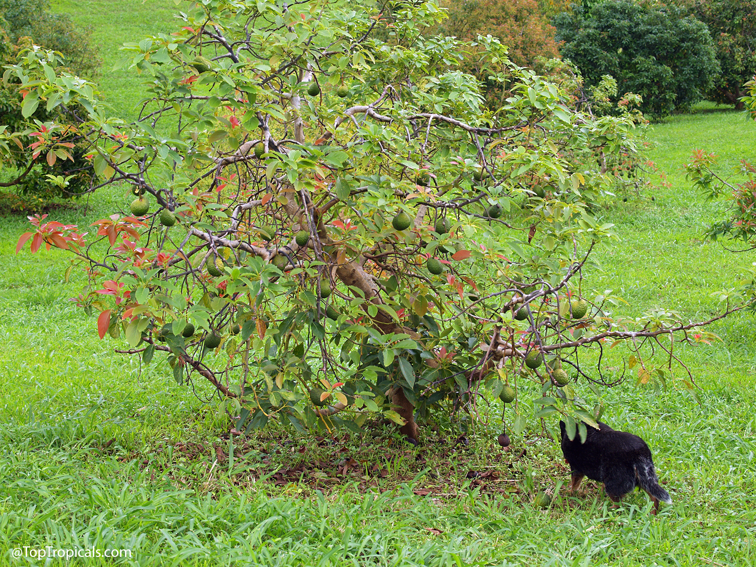 A young avocado tree heavily loaded with fruit in a Florida backyard