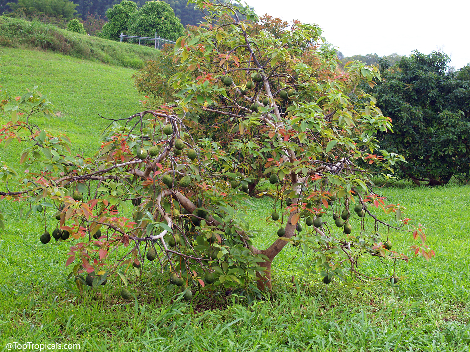 A young avocado tree heavily loaded with dozens of green fruit hanging from its branches