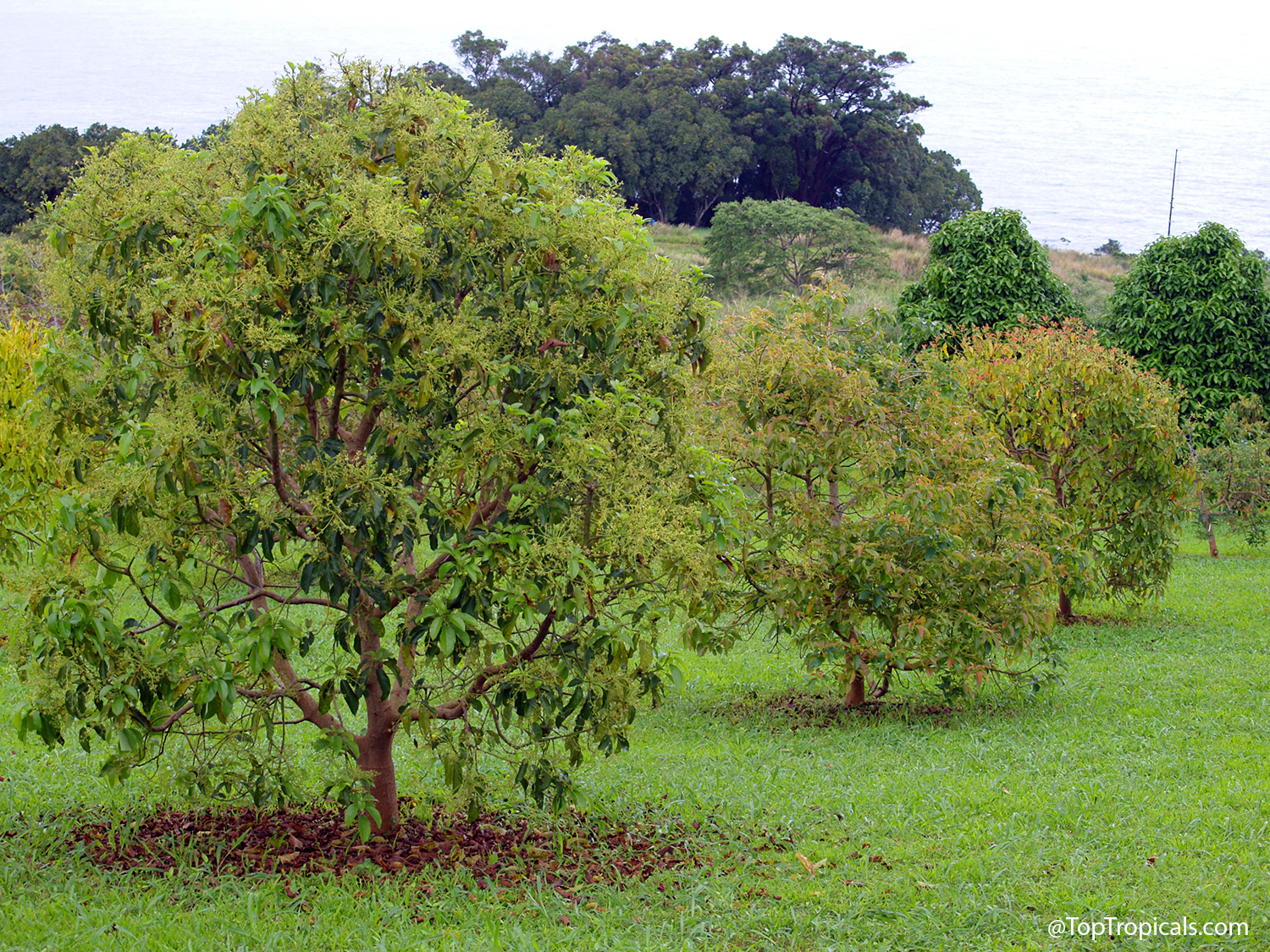 A row of avocado trees in full bloom in a grove with the ocean in the background