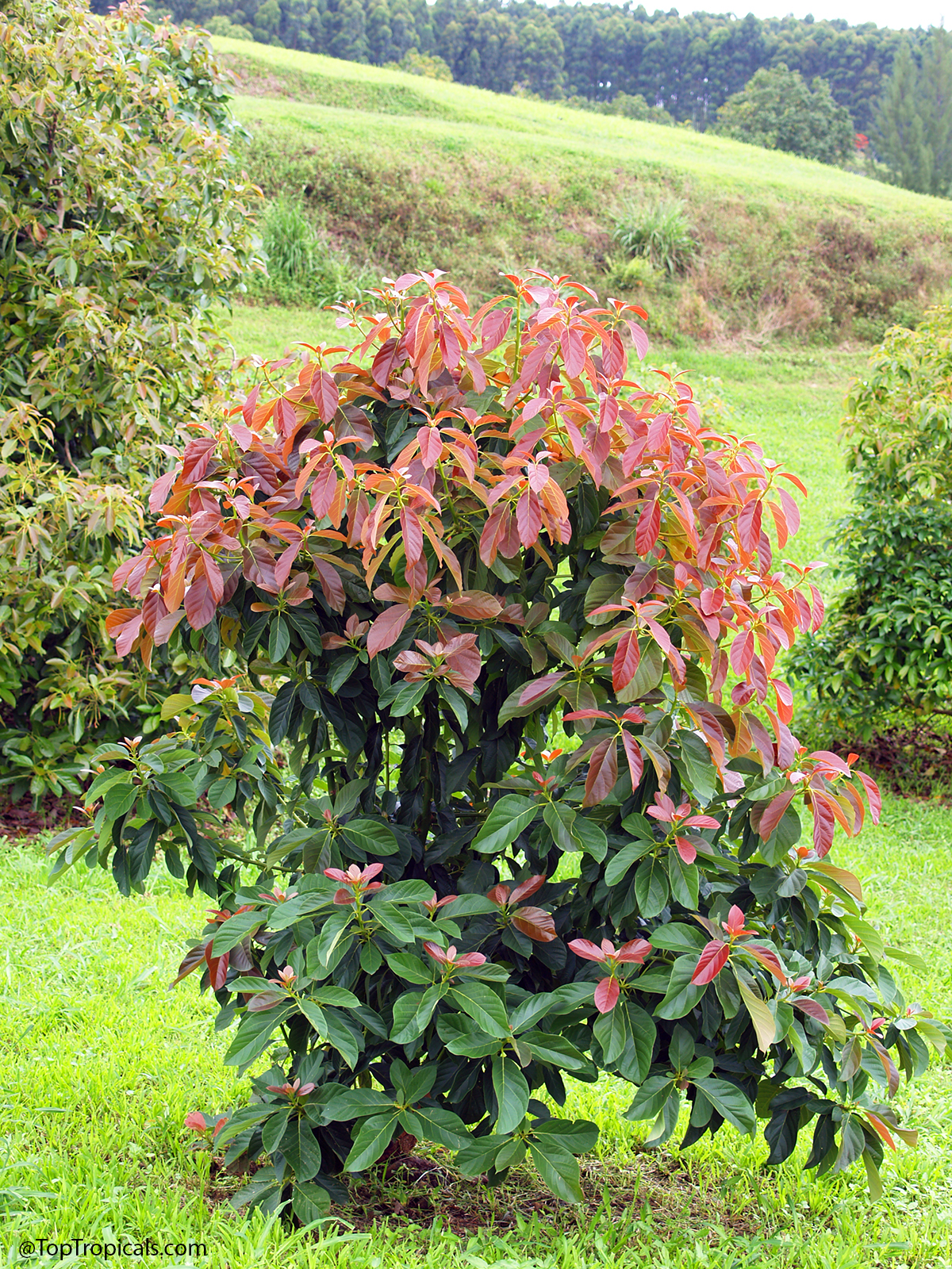 An avocado tree covered in reddish-bronze new growth flush against a green hillside