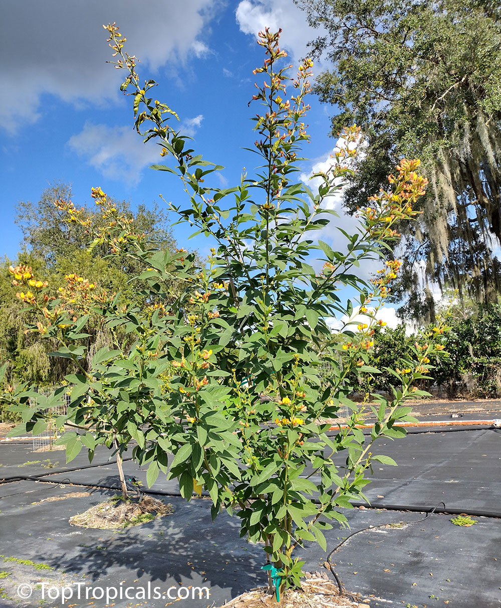 Cajanus cajan - Pigeon Pea