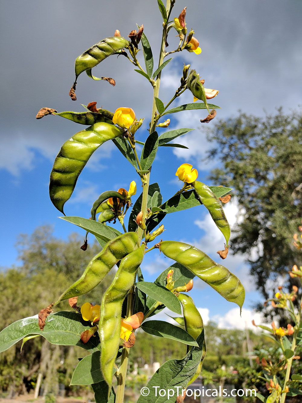 Cajanus cajan - Pigeon Pea