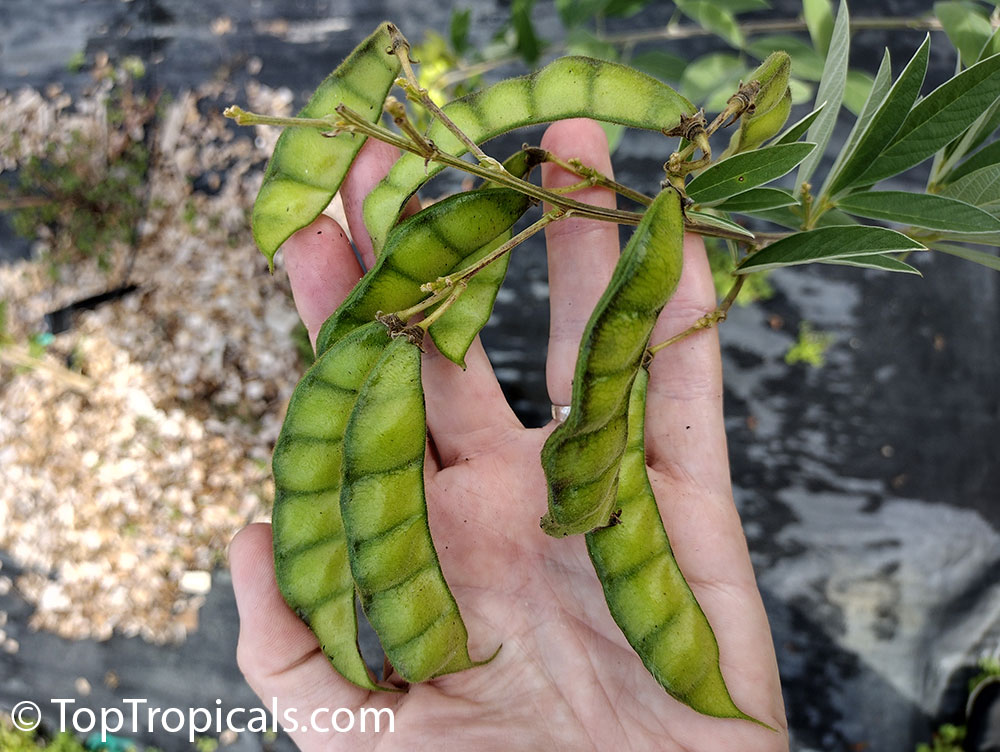 Cajanus cajan - Pigeon Pea