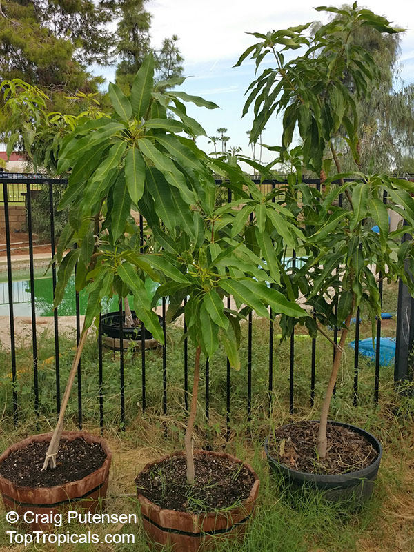 Mango Tree In Pot