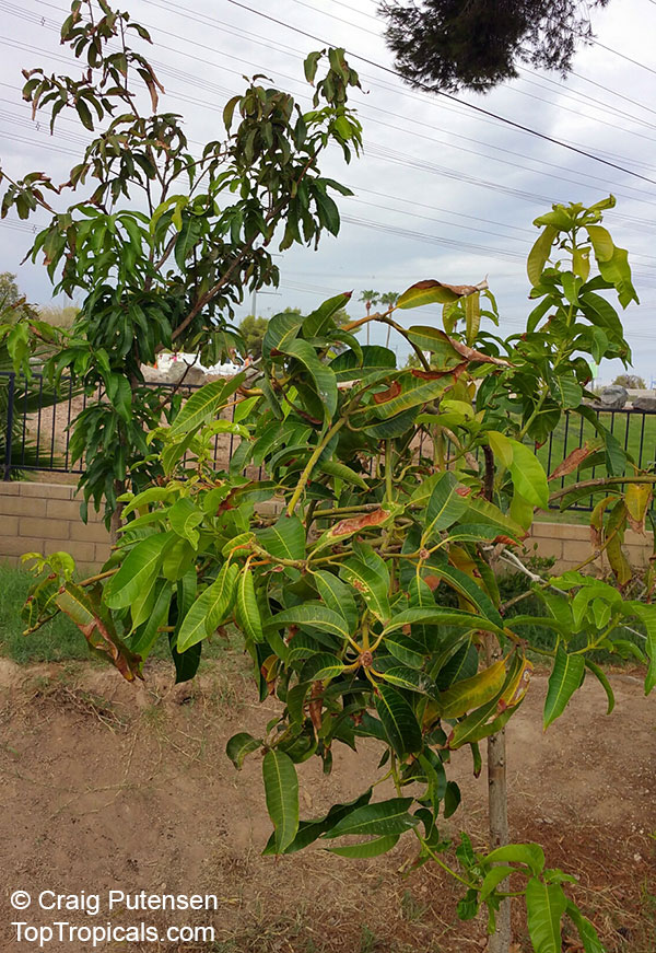 How To Container Grow Mango Trees In Arizona