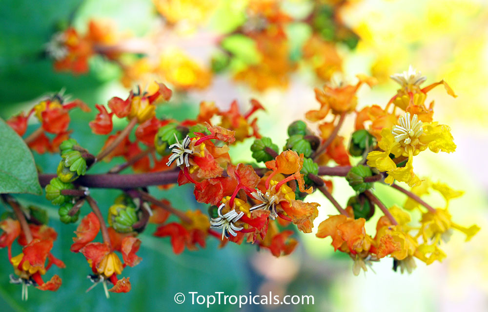 Byrsonima crassifolia, Nancy Tree flowers