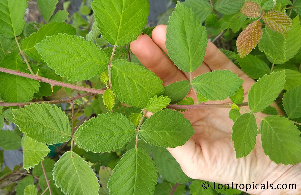 Rubus brambleberry - American Brambleberry (Organic)