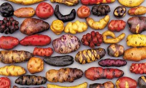 Sweet Potatoes - Ipomoea batatas