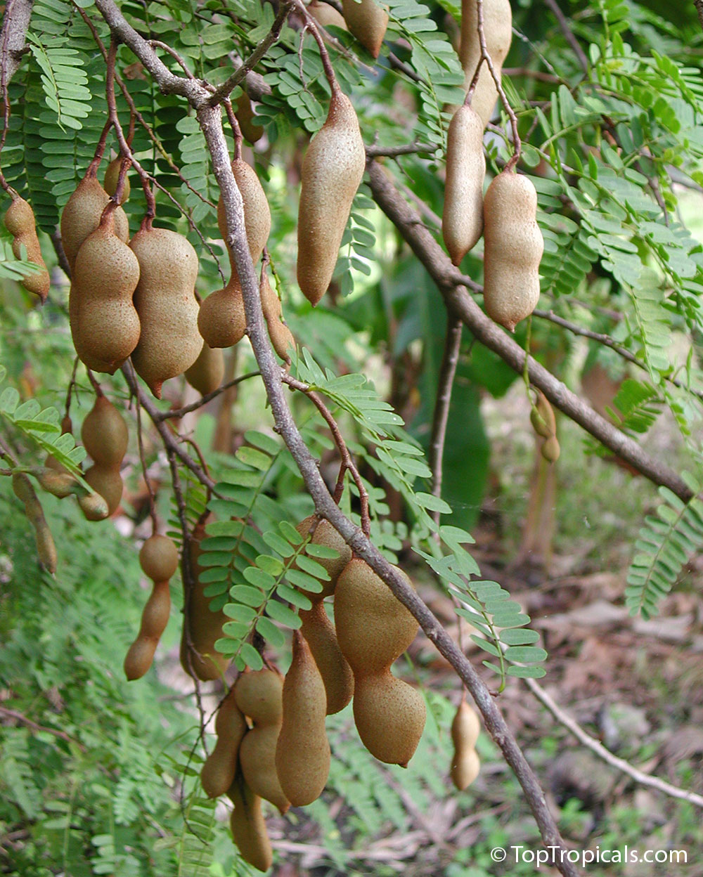 Tamarind fruit hanging