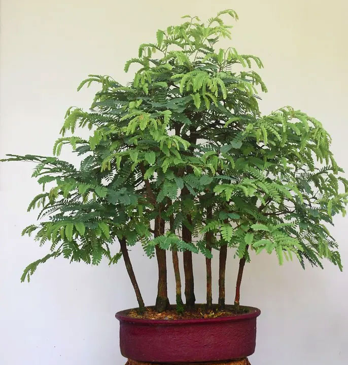 Tamarind bonsai