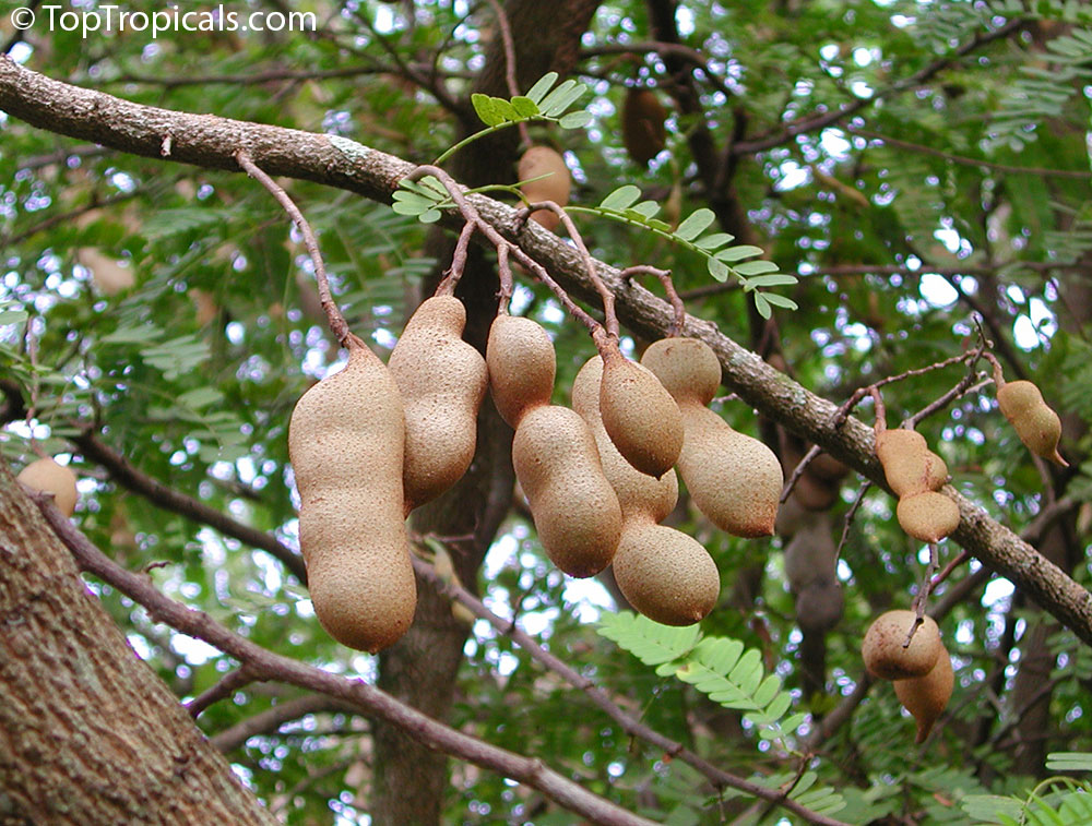 Tamarind tree