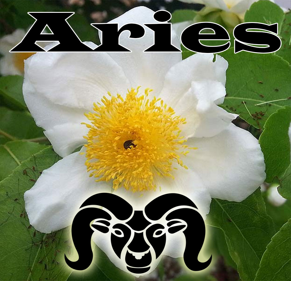 Aries lucky Zodiac plant, Oncoba