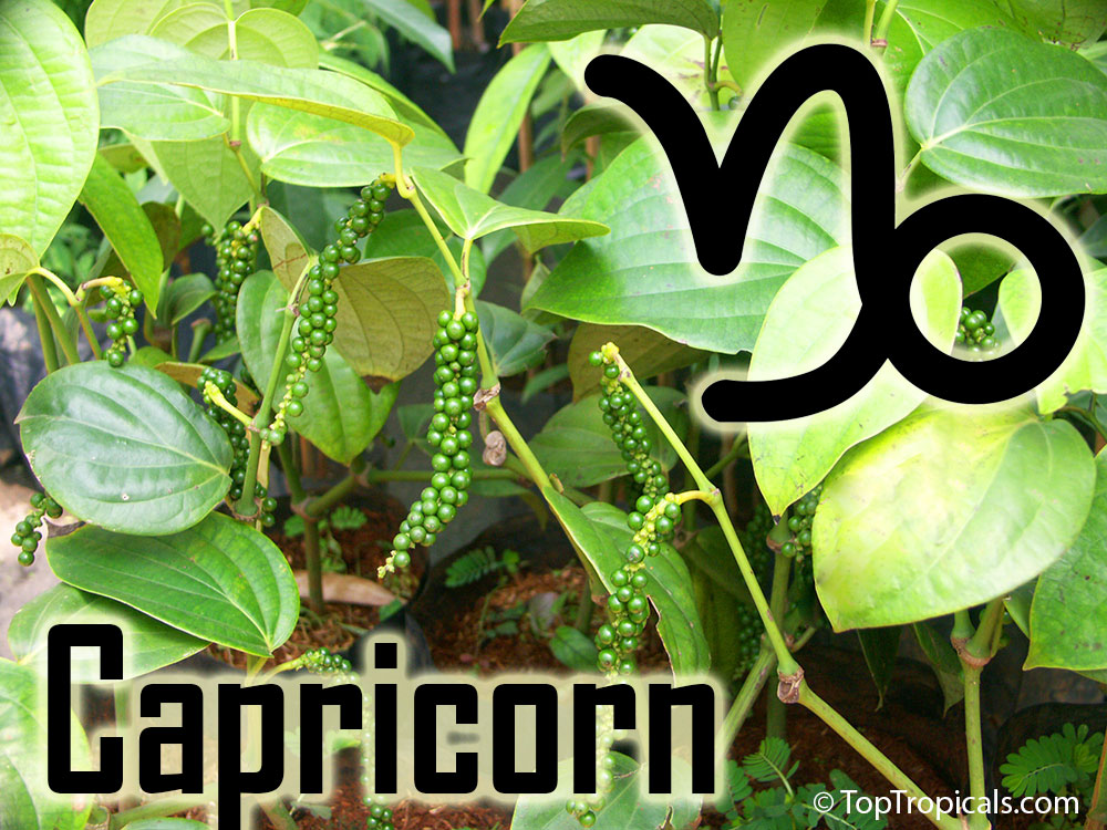 Capricorn zodiac lucky plants