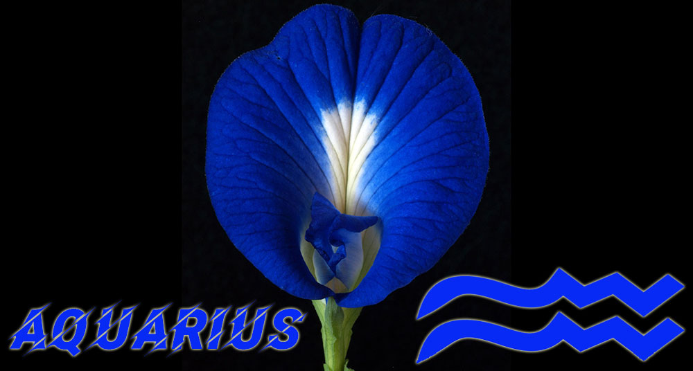 Clitoria, plant horoscope Aquarius sign