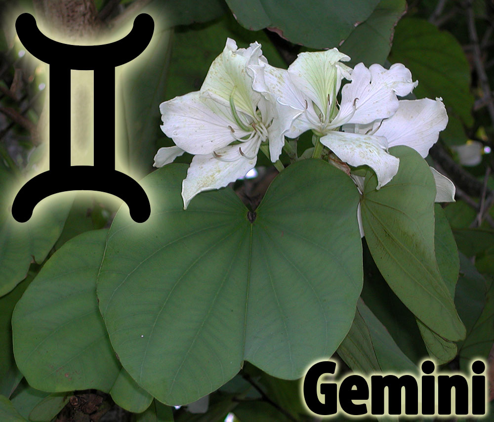 Plant Horoscope - Gemini