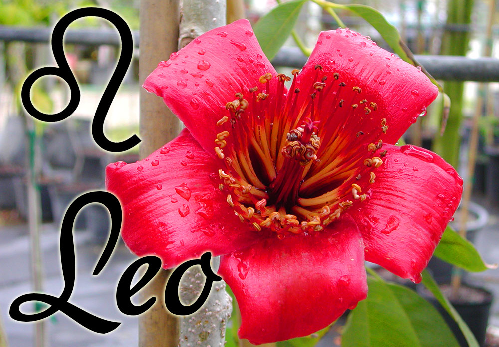 Leo Plant Horoscope