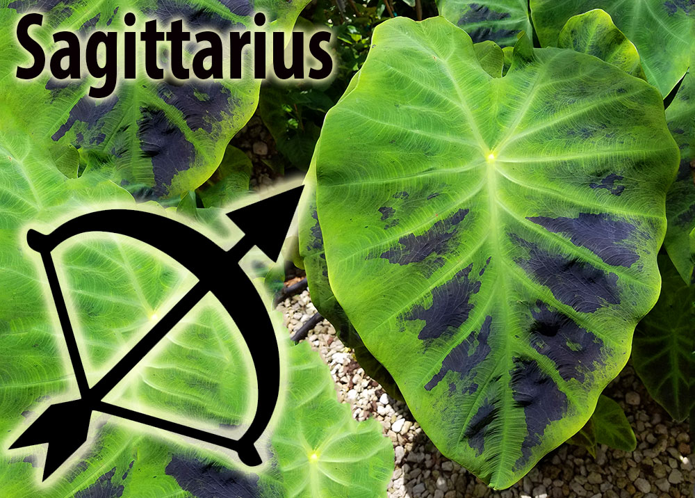 Colocasia - Sagittarius Zodiac Lucky Plant