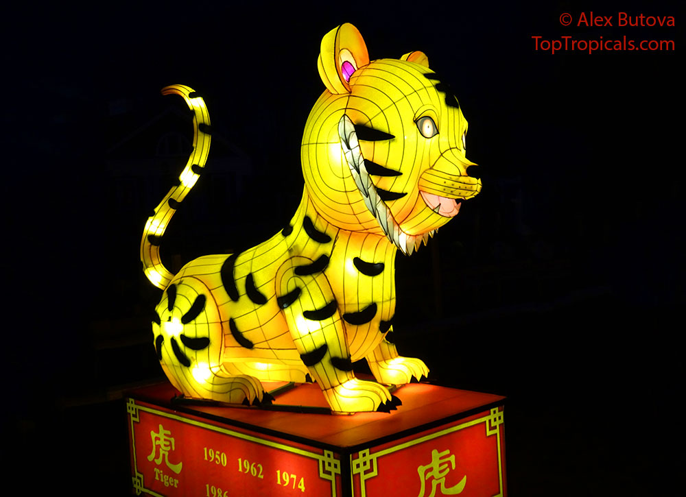 Atoupik on X: For the Chinese Year of the Water Tiger meet the tiger Ura  greeting the new year. the beast can rarely be seen among the mountains as  it shapes the