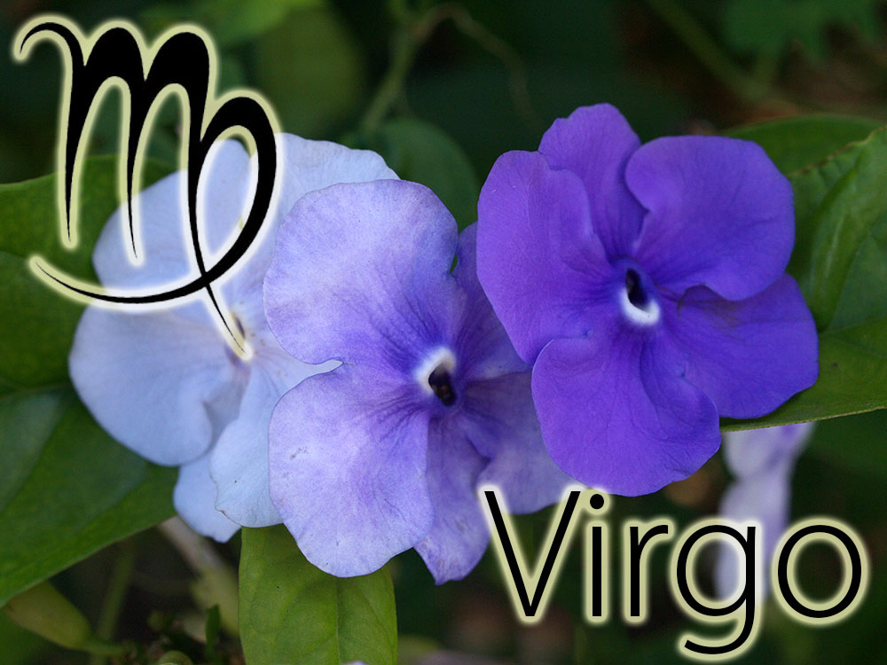 Zodiac lucky plant - Virgo