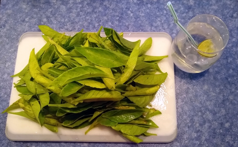 Longevity Spinach, Gynura. Leaves