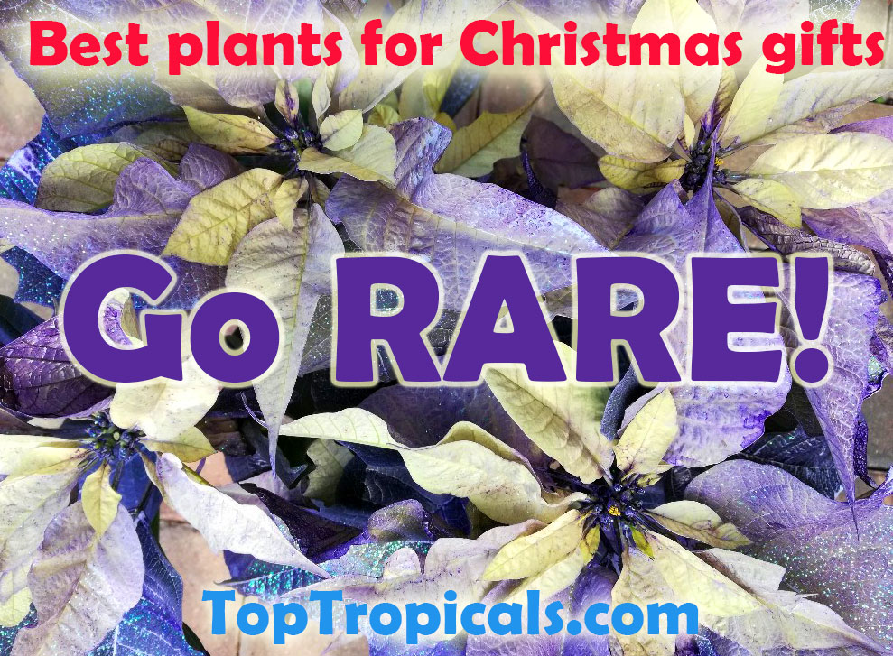 TopTropicals.com