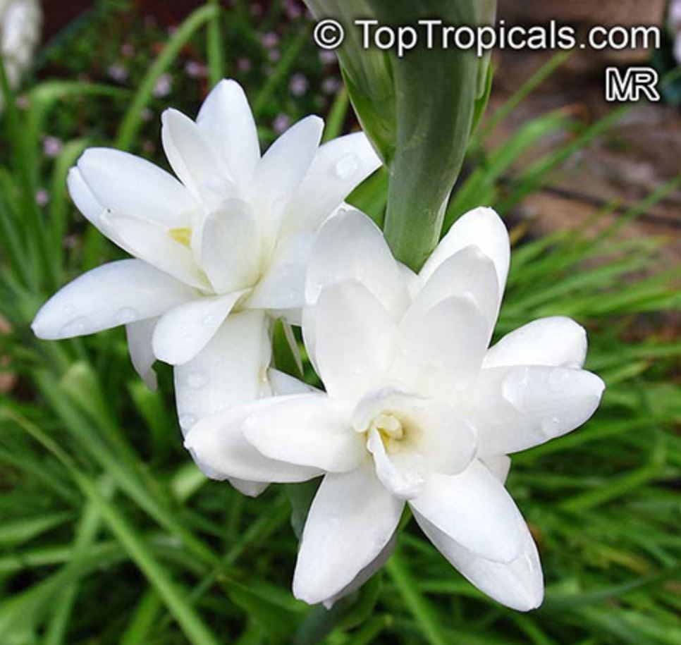 TopTropicals.com