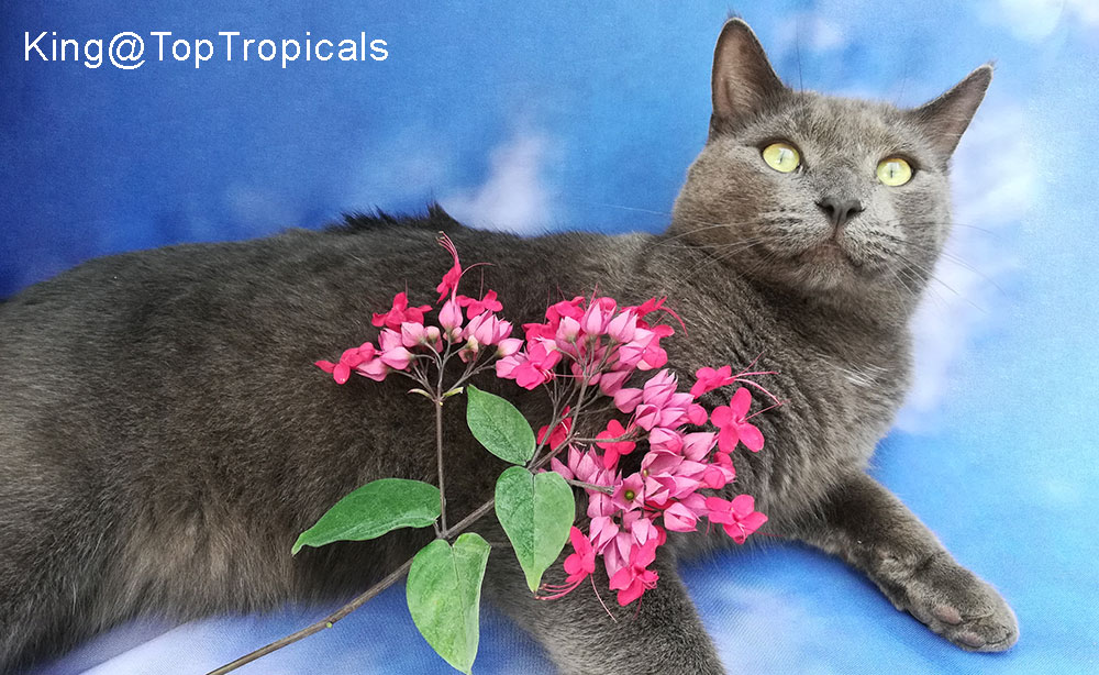 TopTropicals.com