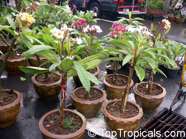 TopTropicals.com