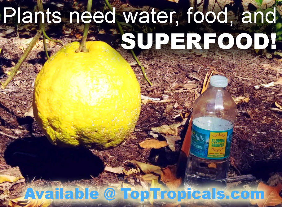 TopTropicals.com