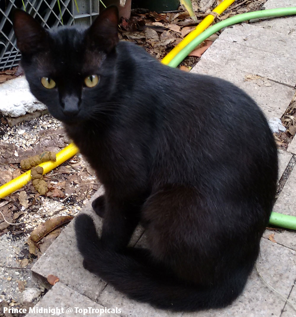 Bombay Cat, Prince Midnight