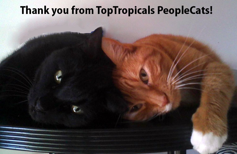 TopTropicals.com