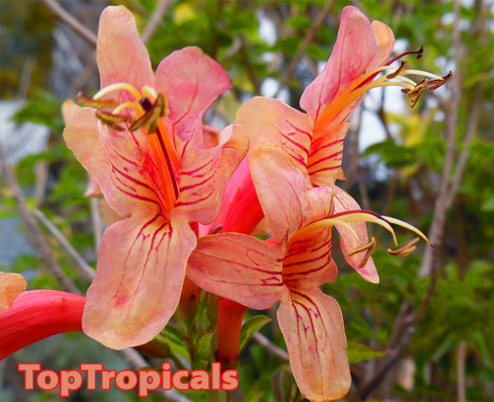 TopTropicals.com