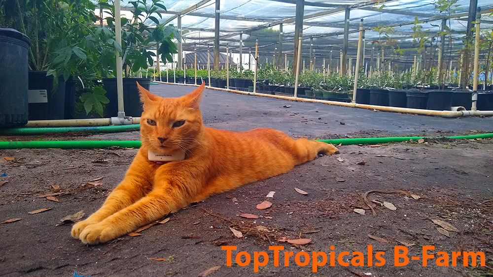 TopTropicals.com