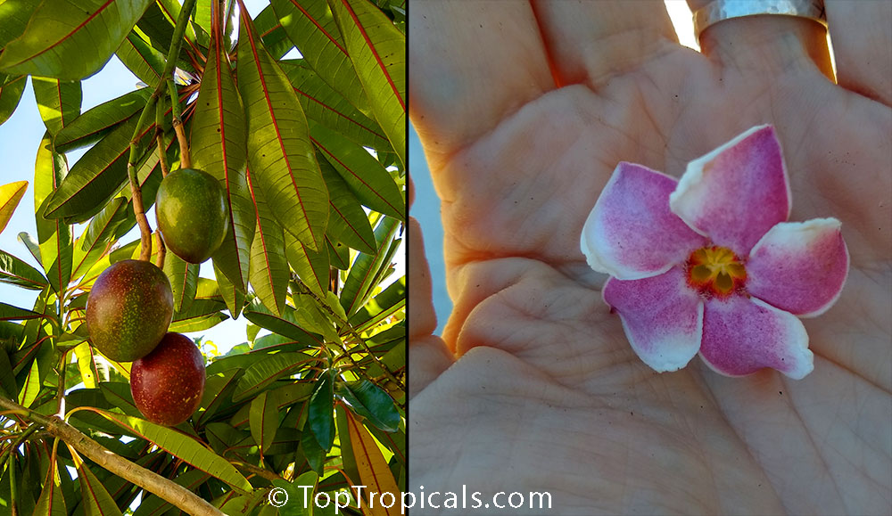 TopTropicals.com