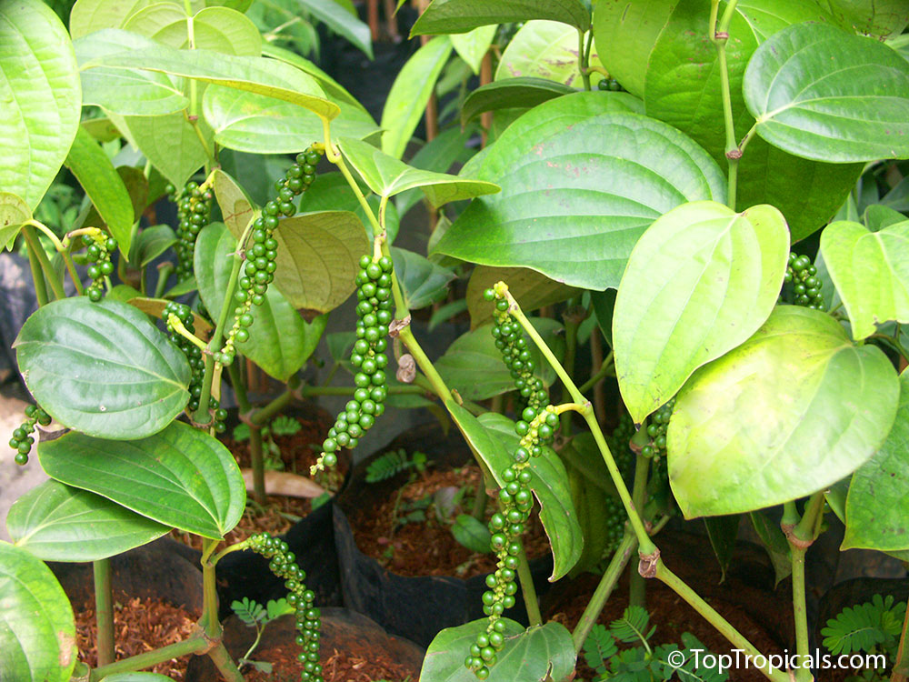 Piper nigrum, Black Pepper. Leaves and fruits