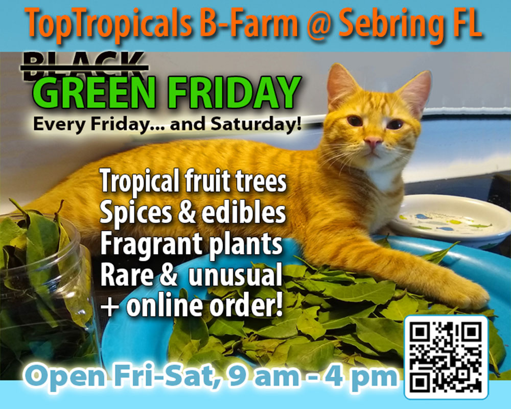 Green Friday with orange cat