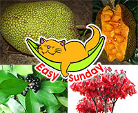 Easy Sunday Deal - 2 Jackfruit Trees and 2 freebees

Click to see full-size image