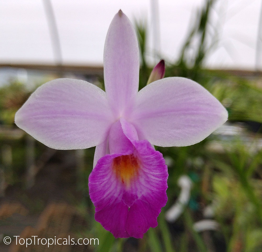 Arundina graminifolia - Bamboo Orchid, Bird Ground Orchid