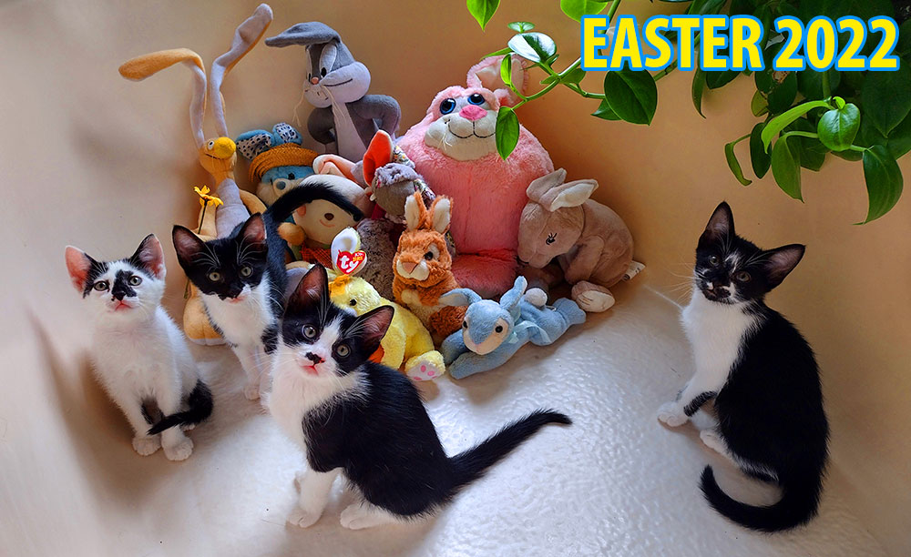 Easter PeopleCats