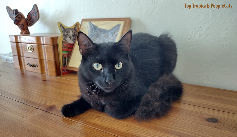 Black Cat George on a Dresser