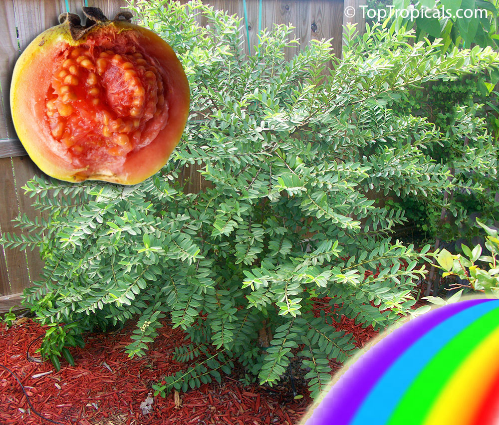 Dwarf Guava Hawaiian Rainbow