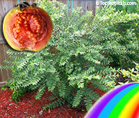 Psidium nana - Dwarf Guava Hawaiian Rainbow

Click to see full-size image