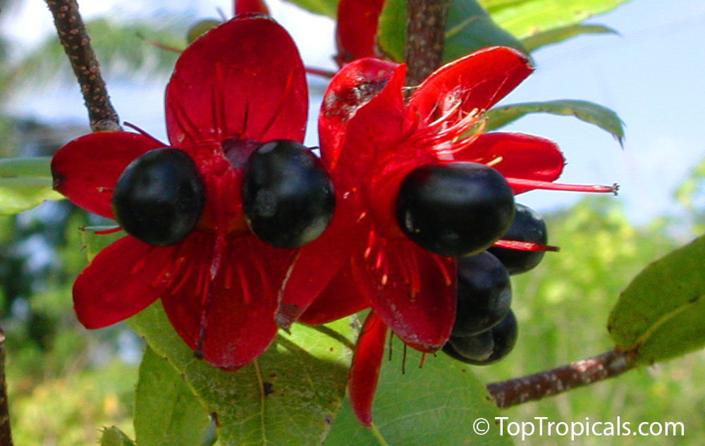 Ochna integerrima (thomasiana) - Vietnamese Mickey Mouse plant, Hoa Mai, Mai Vang, black 
fruit