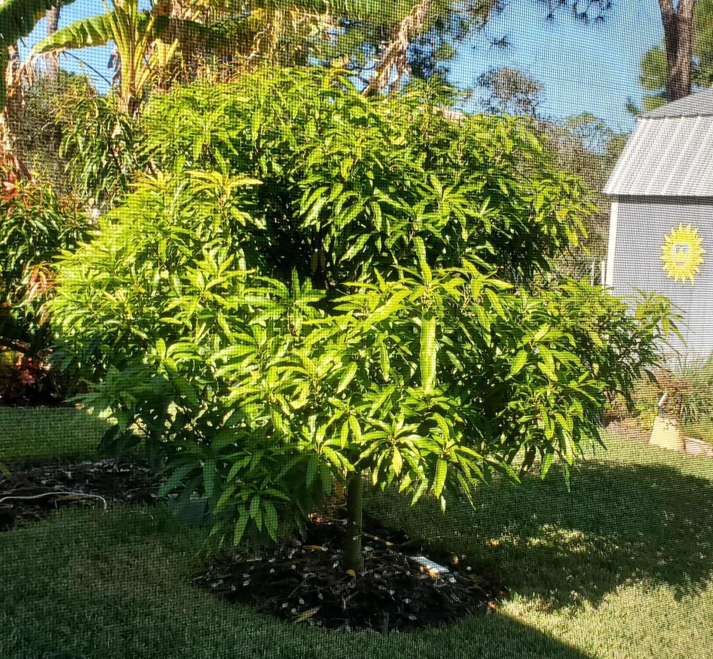 Mango Tree