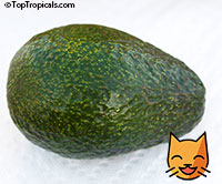 Avocado tree Lula, Grafted (Persea americana)

Click to see full-size image